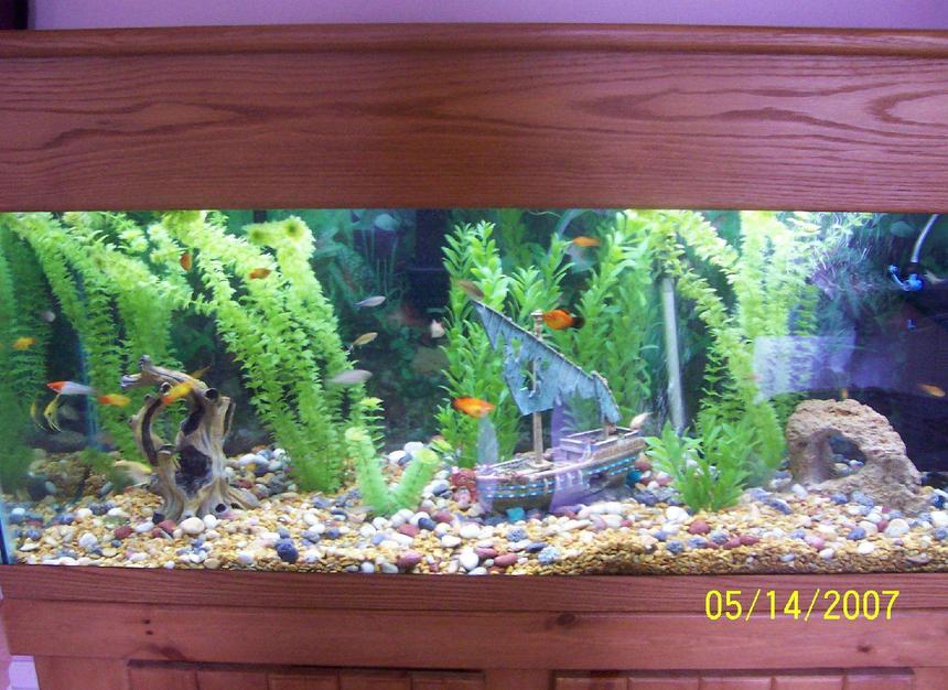 Rated #294: 80 Gallons Freshwater Fish Tank - My 80 gallon.