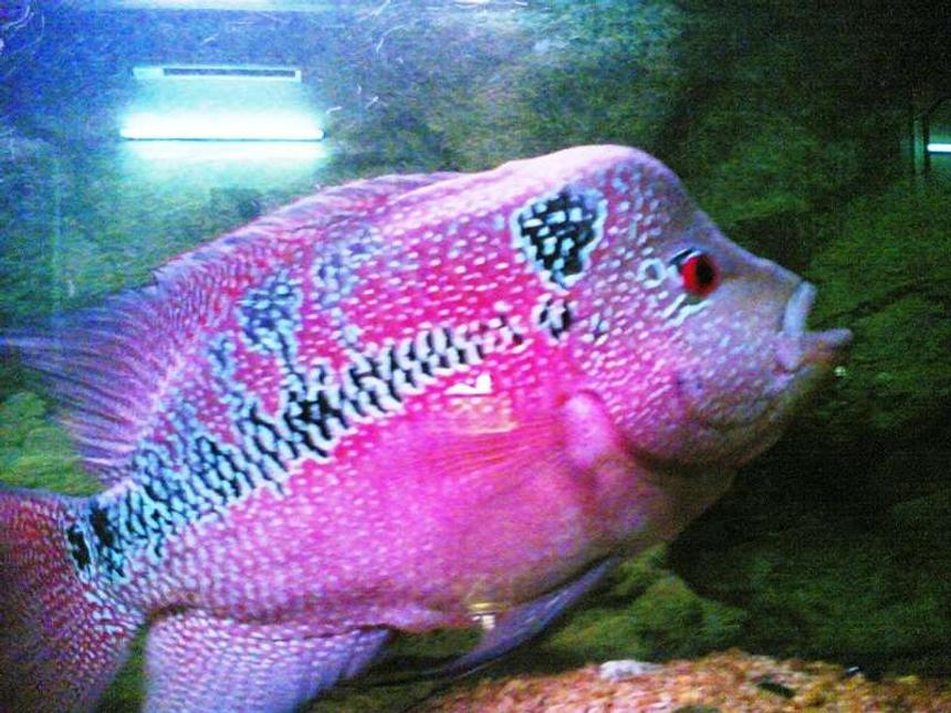 Rated #539: Freshwater Fish - Cichlasoma Sp. - Flower Horn Cichlid Stocking In 150 Gallons Tank - my lovely fh!! he's d king he's damn good!!!!