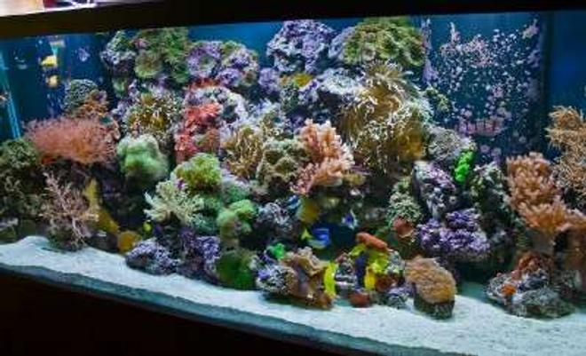 220 gallons reef tank (mostly live coral and fish) - 220 Reef-- By Aquariums By Sissy, Midland TX. 
Full tank shot. Aquarium has 55 gal. refugium and 1200 Watts of metal halide 1400K, 4-96 watts of power compact actinic, and moon lights. 2-1200 mag drive return pumps and no other circulation, so no cords to be seen.
