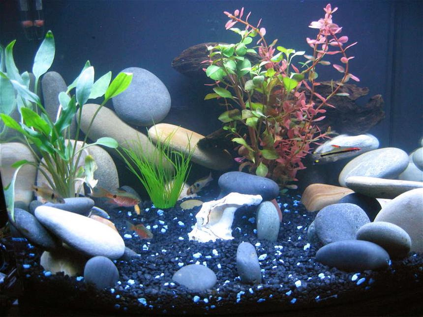 Rated #206: 24 Gallons Freshwater Fish Tank - My first Tank....24 gallon Nano Cube