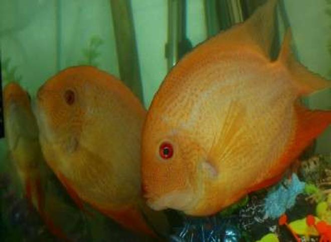 freshwater fish - heros serverus - gold severum stocking in 220 gallons tank - Pair of gold  (Cichlasoma severum)