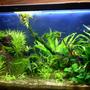 25 gallons planted tank (mostly live plants and fish) - my tank 2 months old