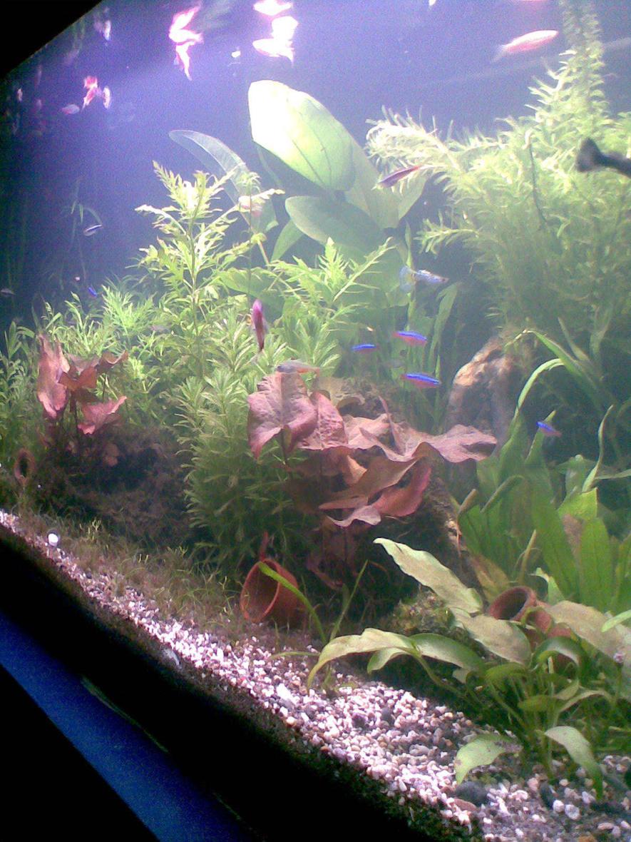 Rated #135: 50 Gallons Planted Tank - My First Planted Tank
