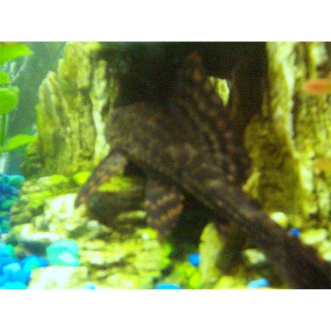 freshwater fish - glyptoperichthys gibbiceps - sailfin pleco (l-83) stocking in 25 gallons tank - pete the pleco