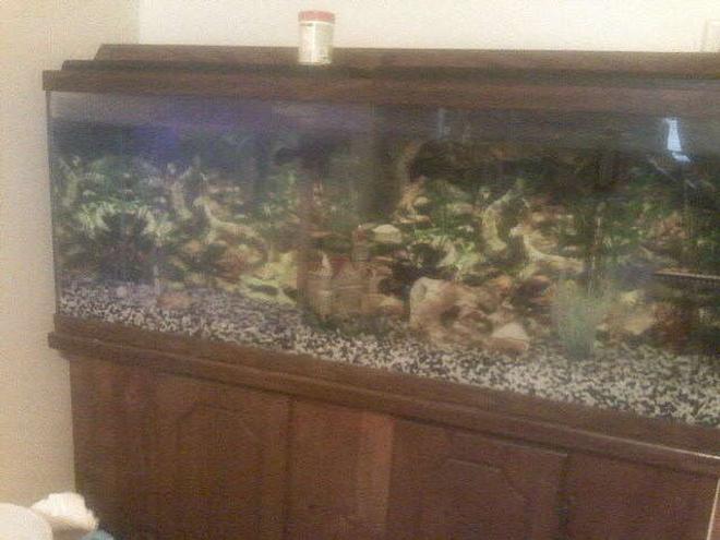 55 gallons freshwater fish tank (mostly fish and non-living decorations) - another shot of the tank 55 gallon
