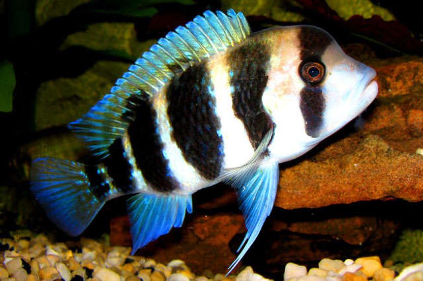 Rated #4: Freshwater Fish - Cyphotilapia Frontosa - Frontosa Cichlid Stocking In 55 Gallons Tank - Adolescent Frontosa curiously examining my camera.