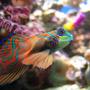saltwater fish - synchiropus splendidus - green mandarin stocking in 100 gallons tank - Synchiropus Splendidus