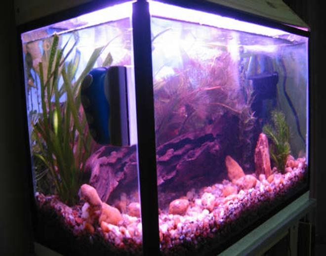 21 gallons planted tank (mostly live plants and fish) - i havent put the fishes yet.