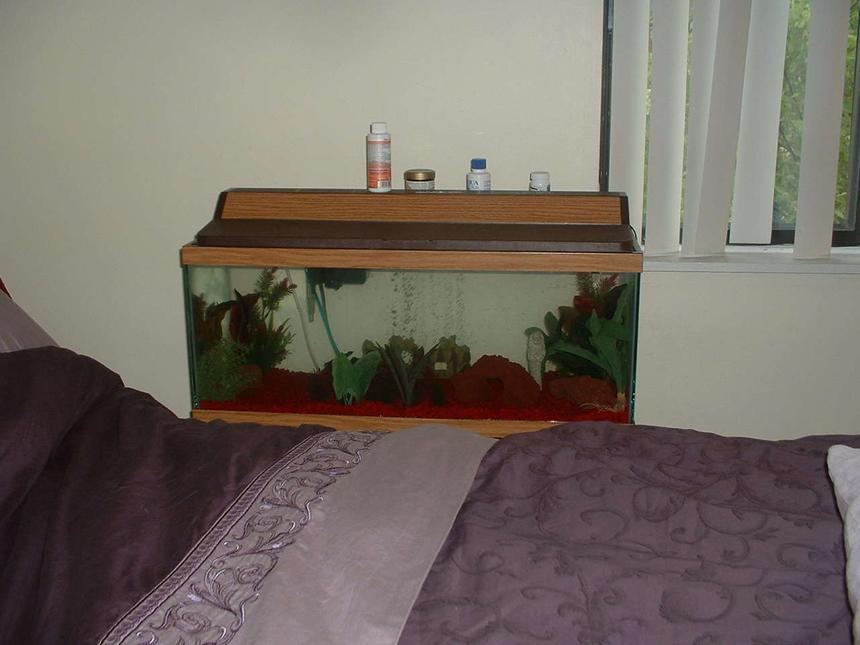 Rated #551: 20 Gallons Freshwater Fish Tank - Pic of my 20 gal