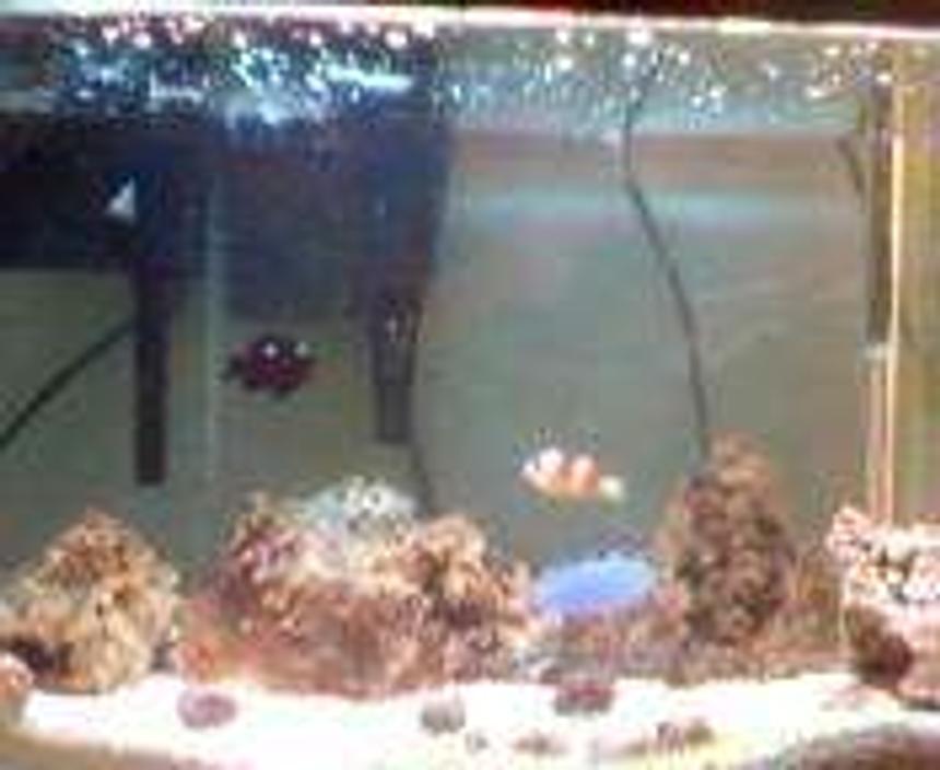 Rated #101: 30 Gallons Saltwater Fish Tank - 30 gallon FOWLR & inverts