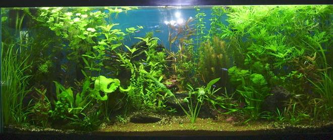 55 gallons planted tank (mostly live plants and fish) - Forest of Tranquility