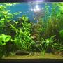 55 gallons planted tank (mostly live plants and fish) - Forest of Tranquility