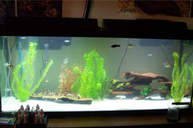 100 gallons freshwater fish tank (mostly fish and non-living decorations) - Simple 55g Generic. Marine Land filter and heater. Air pump. Plastic deco. White sand Sub straight. Dual lighting.

1 Zebra Danio
2 Long Fin Rainbow Danios
3 Tiger Barbs
1 Panther Catfish
1 Plecos
2 dinosaur birchirs
1 African Leaf Fish
1 Spotted Green Tetraodon (puffer)
2 Red Fin Black Sharks
1 Fiddler Crab
