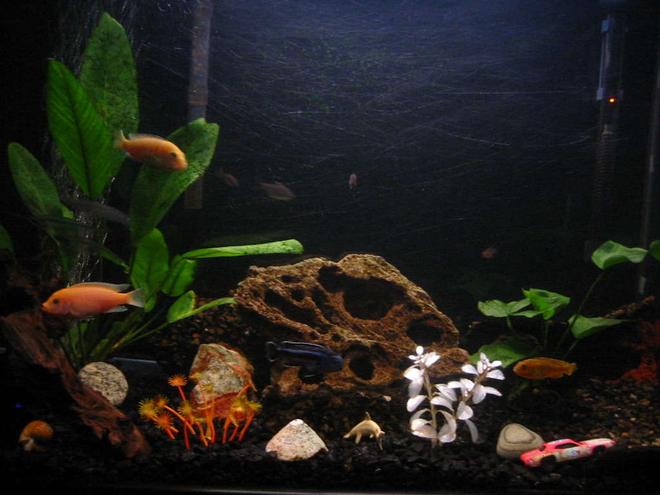 35 gallons freshwater fish tank (mostly fish and non-living decorations) - My fish tank 4 months into the hobby