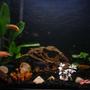 35 gallons freshwater fish tank (mostly fish and non-living decorations) - My fish tank 4 months into the hobby