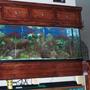 55 gallons reef tank (mostly live coral and fish) - The saltwater reef tank