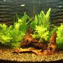 190 gallons planted tank (mostly live plants and fish) - FRONT VIEW