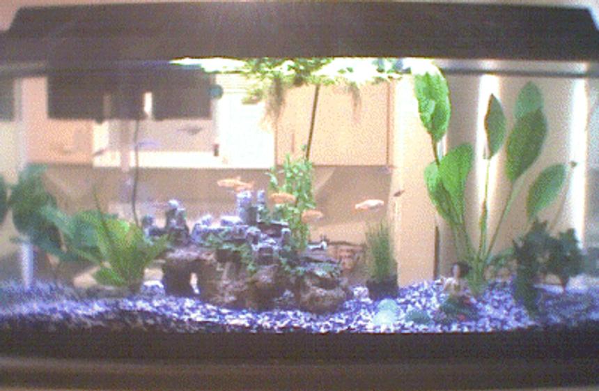 Rated #492: 40 Gallons Freshwater Fish Tank - My tank serves as a divider between the kitchen and the living room