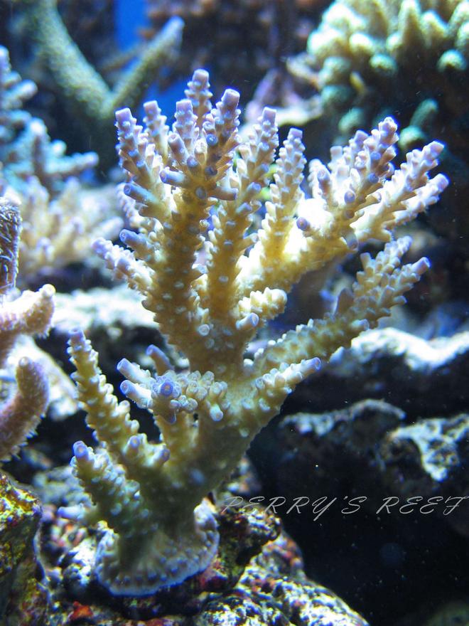 corals inverts - acropora tenuis - fireside acropora coral stocking in 100 gallons tank - Acropora Tenuis
Thanks to that user that gives 1 to all my photos ;-)