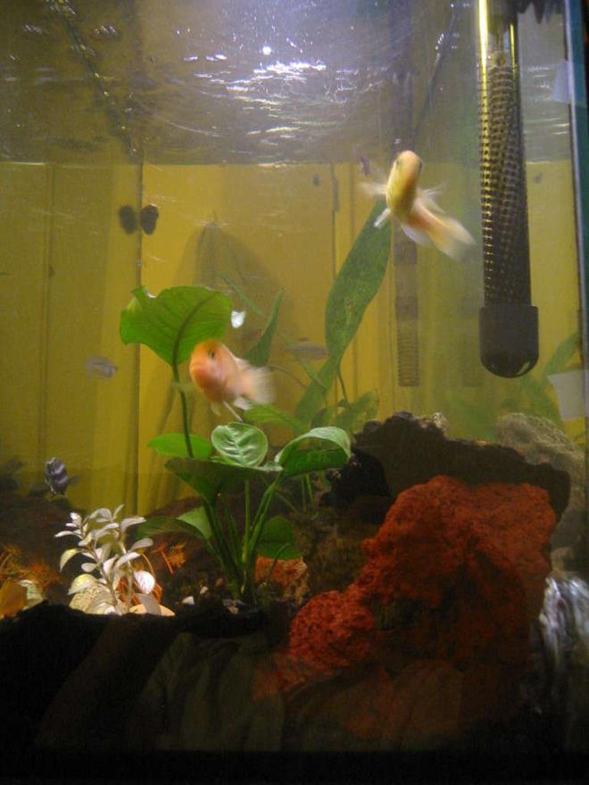 35 gallons freshwater fish tank (mostly fish and non-living decorations) - Nice view of the plants.