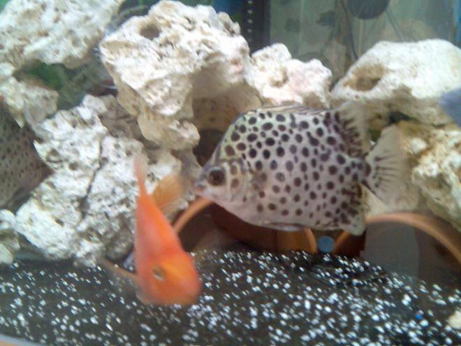 freshwater fish - scatophagus argus - green scat stocking in 37 gallons tank - green scat.... wicked fish!!!!  and the parrot fish .
