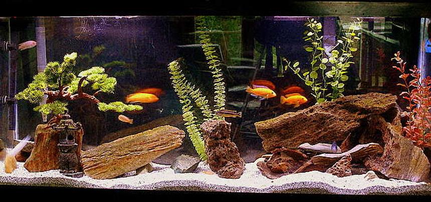Rated #105: 55 Gallons Freshwater Fish Tank - Zen garden for bad boys