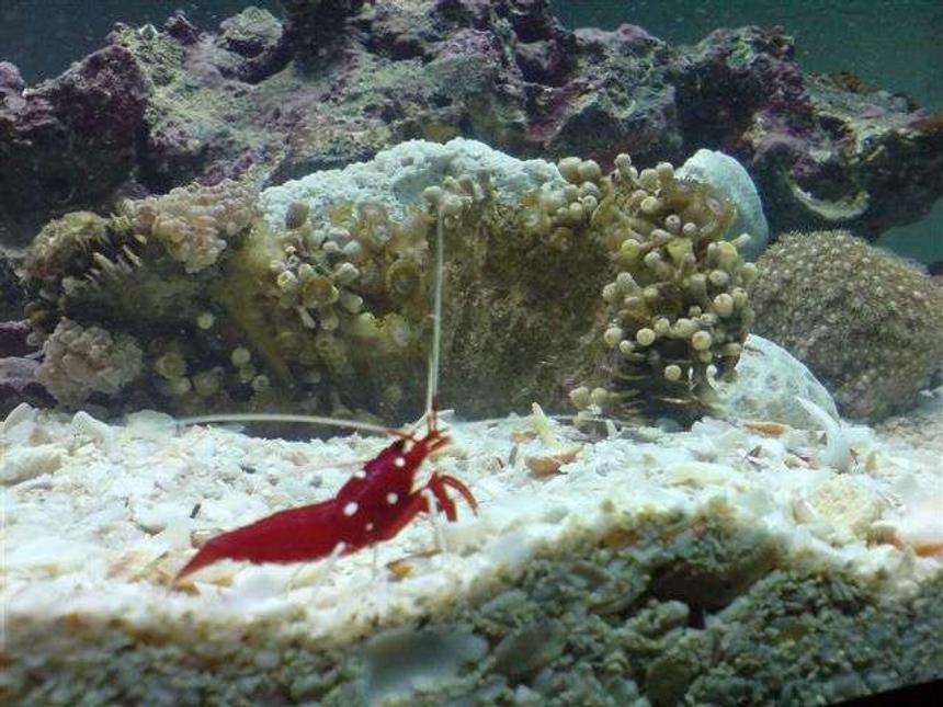 Rated #80: Corals Inverts - Lysmata Debelius - Blood Red Fire Shrimp Stocking In 110 Gallons Tank - new aquarium 110 gallon