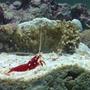 corals inverts - lysmata debelius - blood red fire shrimp stocking in 110 gallons tank - new aquarium 110 gallon