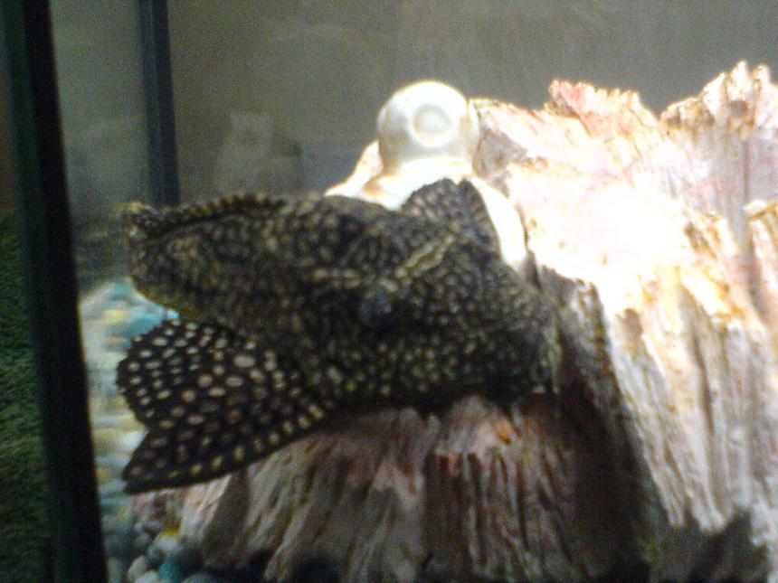 Rated #2290: Freshwater Fish - Glyptoperichthys Gibbiceps - Sailfin Pleco (l-83) Stocking In 80 Gallons Tank - .