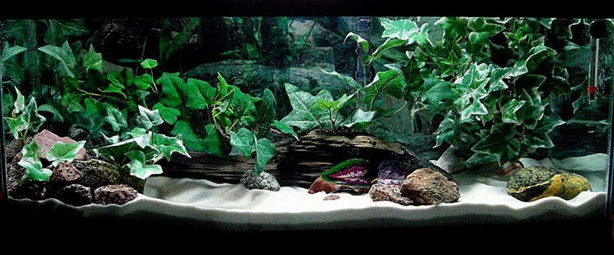 Rated #648: 20 Gallons Freshwater Fish Tank - If you do not give this tank a high rating please tell me why and what you think it needs.. Thanks.