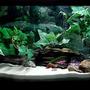 20 gallons freshwater fish tank (mostly fish and non-living decorations) - If you do not give this tank a high rating please tell me why and what you think it needs.. Thanks.