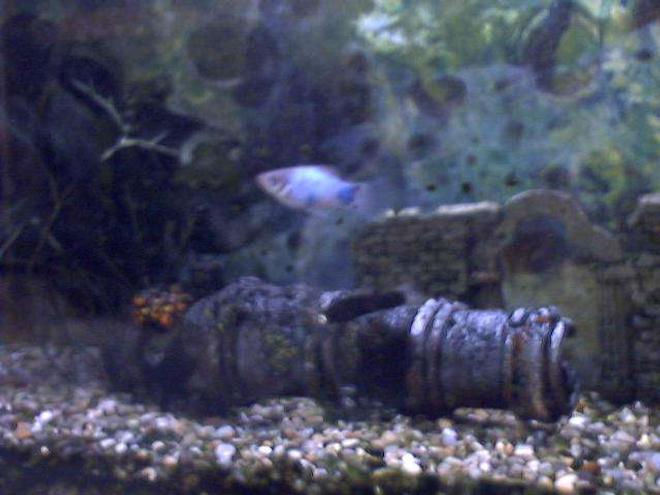 freshwater fish - xiphophorus maculatus - platy stocking in 91 gallons tank - my platy and swordtail