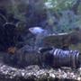freshwater fish - xiphophorus maculatus - platy stocking in 91 gallons tank - my platy and swordtail