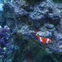 saltwater fish - amphiprion percula - true percula clownfish stocking in 20 gallons tank - my clown