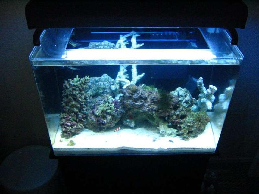 Rated #73: 20 Gallons Saltwater Fish Tank - my tank
