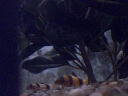 freshwater fish - botia macracantha - clown loach stocking in 91 gallons tank - My 7 month old clownloach and her 9 week old son