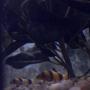 freshwater fish - botia macracantha - clown loach stocking in 91 gallons tank - My 7 month old clownloach and her 9 week old son