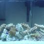 55 gallons reef tank (mostly live coral and fish) - My saltwater tank, soon to be reef tank.