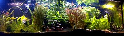 125 gallons planted tank (mostly live plants and fish) - Sorry!Picture quality is limited by the upload capacity of the site.
