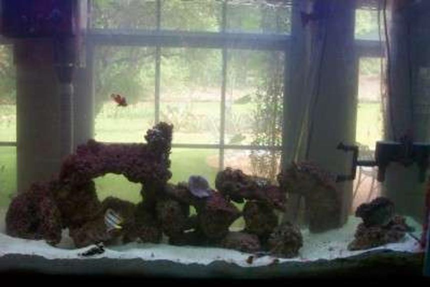 Rated #90: 110 Gallons Saltwater Fish Tank - finally got a decent pic.  my tank at about a hear and a half.