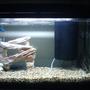 80 gallons freshwater fish tank (mostly fish and non-living decorations) - mny fish tank