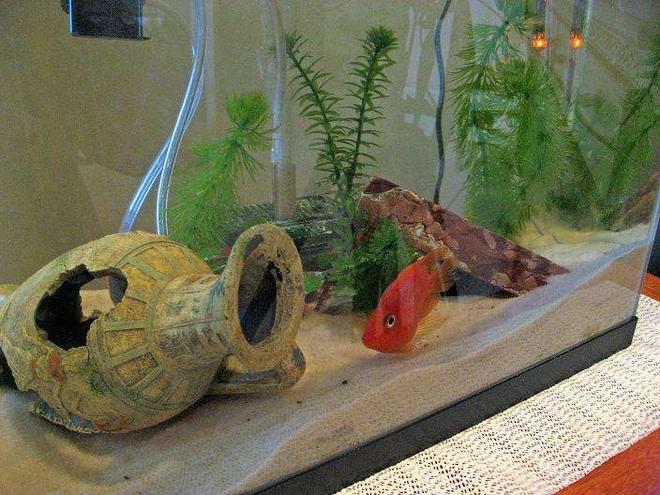 5 gallons freshwater fish tank (mostly fish and non-living decorations) - Freshwater 5.5gal
Parrot Cichlid (bottom center)