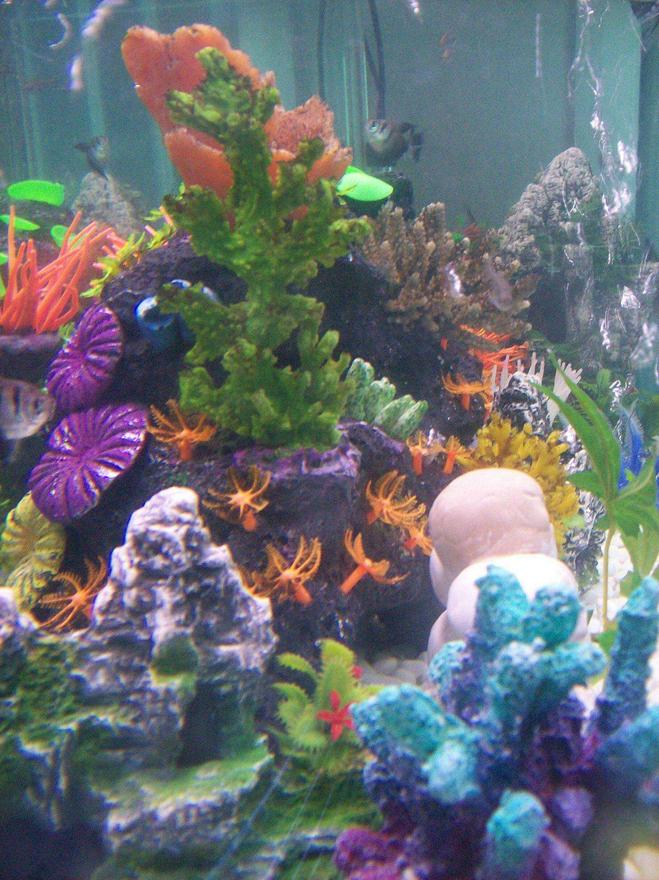 freshwater fish tank (mostly fish and non-living decorations) - Fake Reef Corals and Plants..(neon)..White pebble floor.. Tropical Fresh Water Fish..