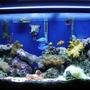 46 gallons reef tank (mostly live coral and fish) - 46 gallon, I'm new to the game. I want to practice with this tank then move onto a 125gal in a few years.