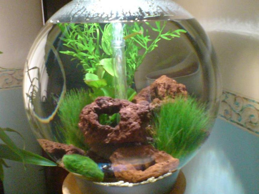 Rated #421: 13 Gallons Freshwater Fish Tank - 60 litre biorb (this is my second tank, my first tank is currently number 1 out of 1477 under spirulina31)