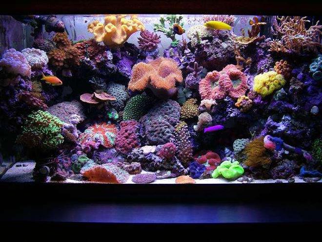 12 gallons saltwater fish tank (mostly fish, little/no live coral) - Nice reef.....