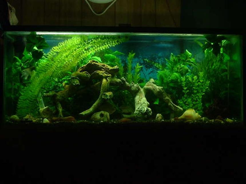 Rated #1036: Freshwater Fish Tank - Front Pic of our 55 gal 1- Green Severum Cichlid named 'fish' 1-AngleFish Cichlid named 'spike'  1 Sillver Dollar named '50 Cent' 1- Columbian Shark & 2- Tin Foil Barbs