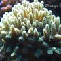 corals inverts - seriatopora caliendrum - needle coral stocking in 100 gallons tank - Seriatopora Caliendrum