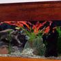 72 gallons freshwater fish tank (mostly fish and non-living decorations) - PIC 2
