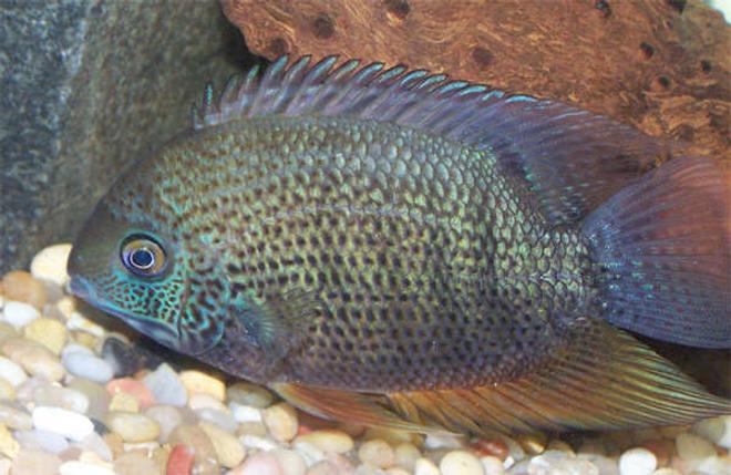 freshwater fish - heros serverus - green severum stocking in 110 gallons tank - This is Petey my 6" Severum.  He's finally getting in some nice colors :)